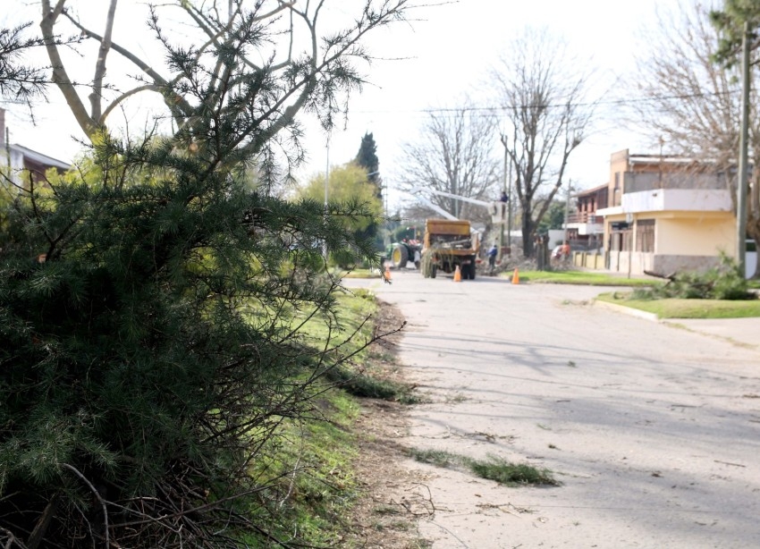 Avanzan los trabajos de poda en distintos puntos de la ciudad